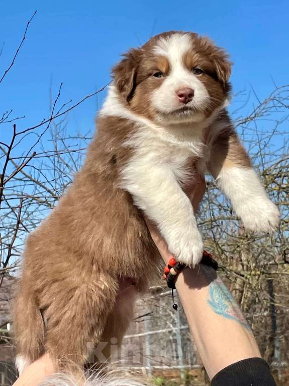 Собаки в других городах Ленинградской области: Австралийская овчарка щенки Мальчик, 70 000 руб. - фото 2