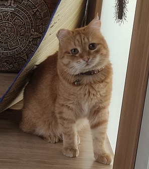 Потерялся кот
