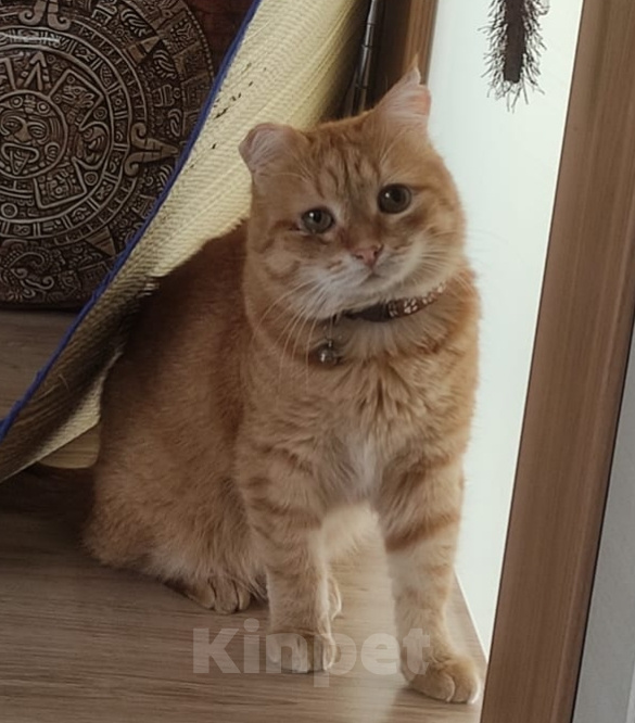 Кошки в других городах Калужской области: Потерялся кот Мальчик, 3 000 руб. - фото 1