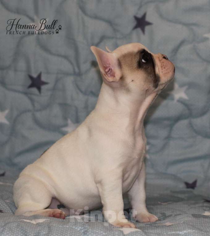 Собаки в Санкт-Петербурге: Белая девочка французский бульдог в палевой шапочке Девочка, 74 000 руб. - фото 3