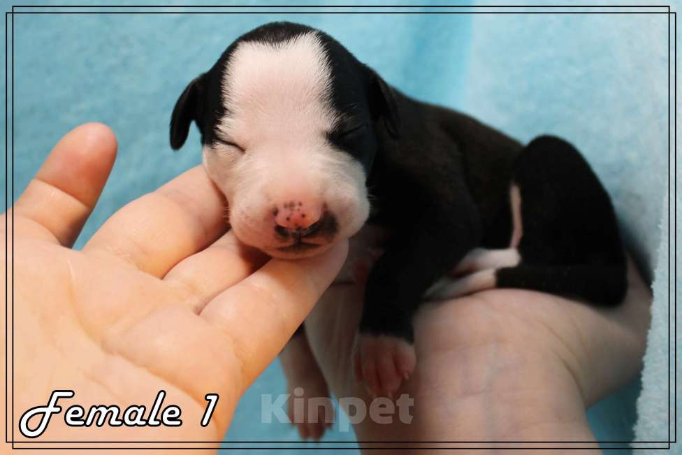 Собаки в Москве: Грациозная девица уиппет Девочка, Бесплатно - фото 7