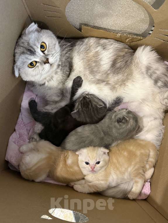 Кошки в Самаре: Шотландские вислоухие котята Разнополые, 5 000 руб. - фото 2
