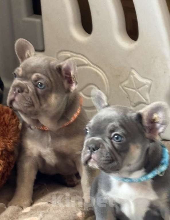 Собаки в других городах Московской области: Щенки французского бульдог  Мальчик, 65 000 руб. - фото 2