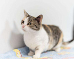 Кошки в Москве: Изящная кошечка Афина ищет семью. Девочка, Бесплатно - фото 5