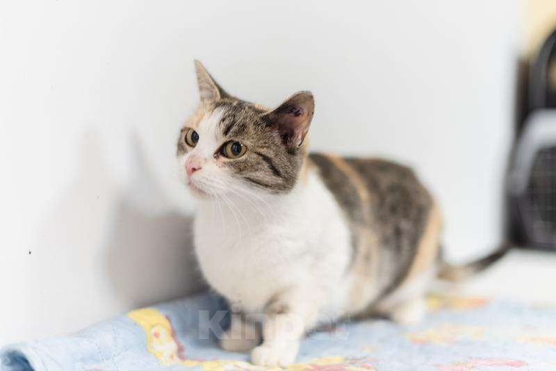 Кошки в Москве: Изящная кошечка Афина ищет семью. Девочка, Бесплатно - фото 5