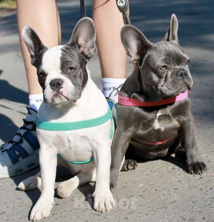 Собаки в Москве: Французская элита Девочка, 75 000 руб. - фото 2