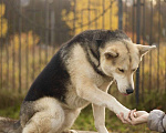 Собаки в Москве: Разноглазый пёс Сэмми ищет дом и самого ответственного хозяина. Мальчик, Бесплатно - фото 4
