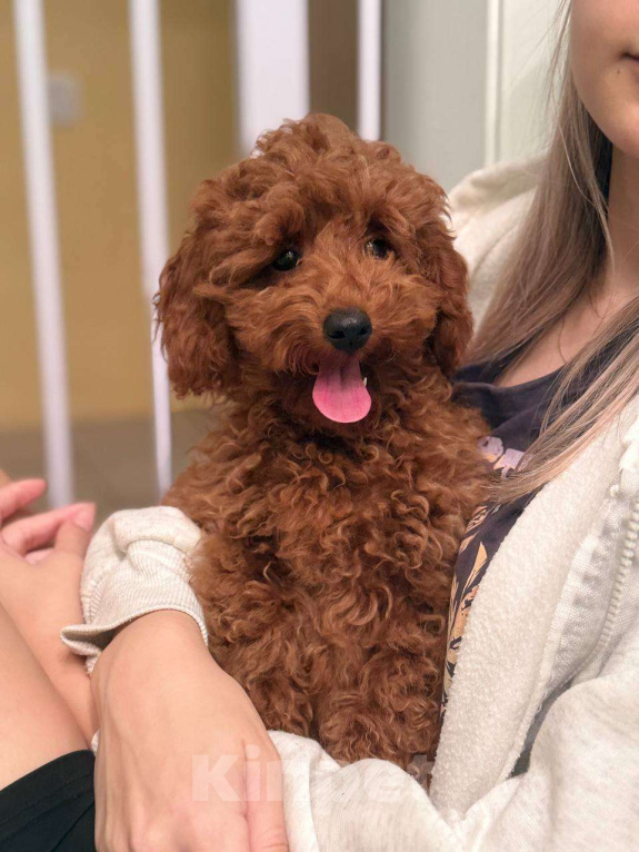 Собаки в Мытищах: Миниатюрный пудель Анто Мальчик, 55 000 руб. - фото 1
