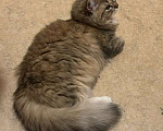 Кошки в Москве: Потерялся котенок кошка  10 мес  Девочка, 50 000 руб. - фото 2