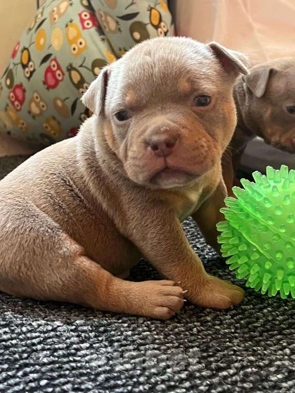 Собаки в Барнауле: щенок булли кобель Мальчик, Бесплатно - фото 3