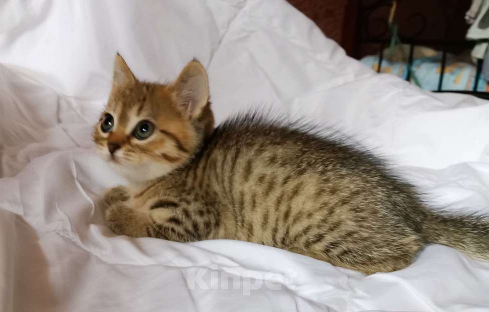 Кошки в Москве: Британцы котята мальчики и девочки  Мальчик, 10 000 руб. - фото 2