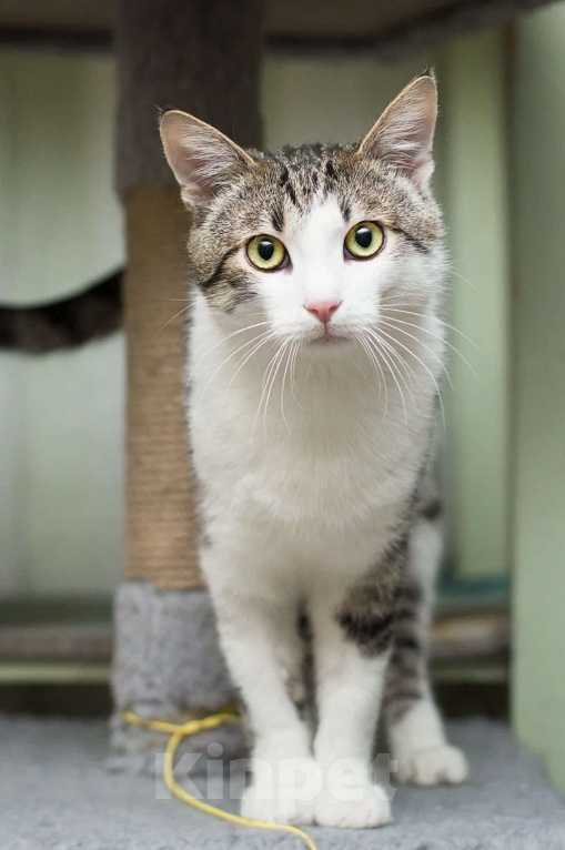 Кошки в Москве: Степан Мальчик, Бесплатно - фото 3