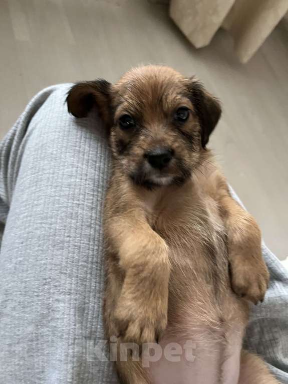 Собаки в Краснодаре: Щенок эстонской гончей  Девочка, 1 000 руб. - фото 3