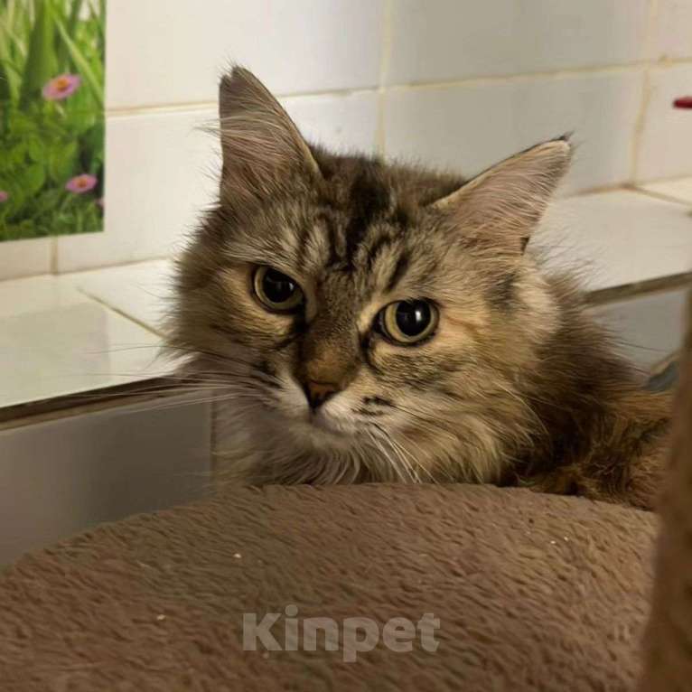 Кошки в Москве: Трогательная пушистая Пчелка Девочка, Бесплатно - фото 3