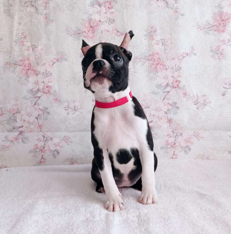 Собаки в Санкт-Петербурге: Эскудо Де Оро Диана Девочка, 80 000 руб. - фото 5