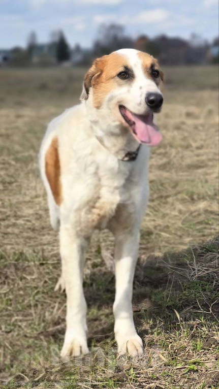 Собаки в Королеве: Ищет дом красавец Друлл! Мальчик, Бесплатно - фото 1