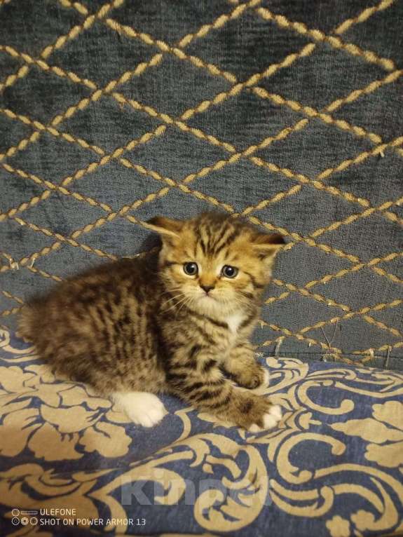 Кошки в Подольске: Британские котята  Девочка, 3 500 руб. - фото 3