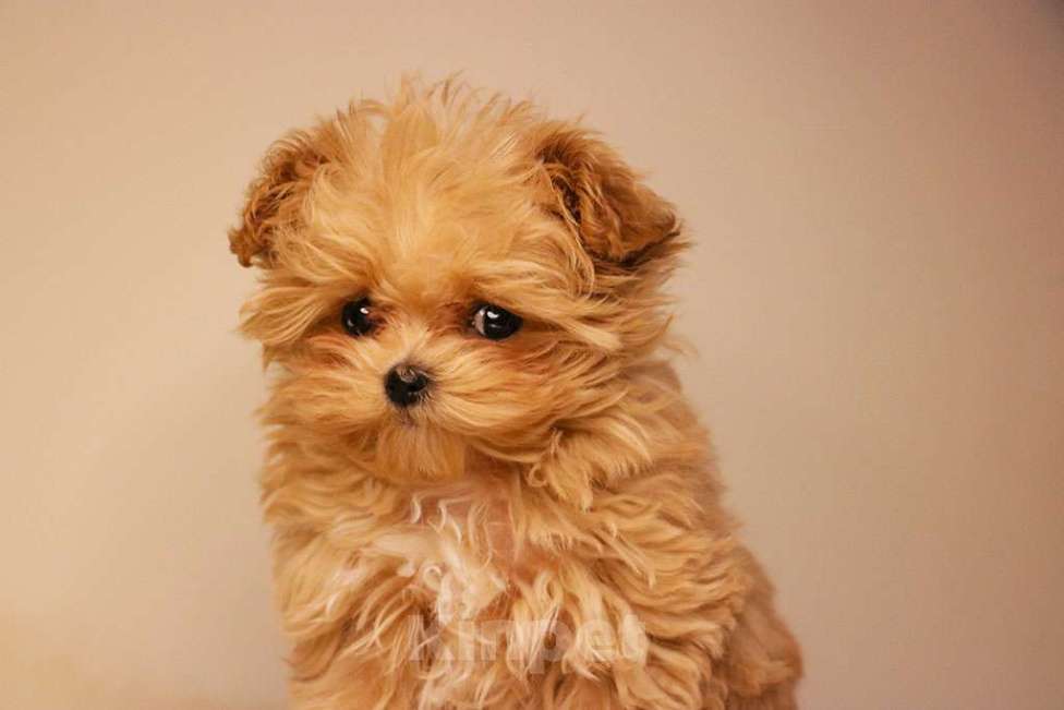 Собаки в Москве: Мальтипу микро девочка  Девочка, 190 000 руб. - фото 3