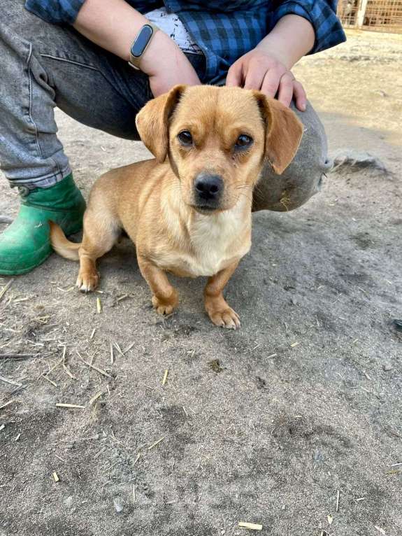 Собаки в Москве: Мелкаши ищут срочно дом Девочка, 100 руб. - фото 2