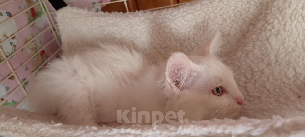 Кошки в Москве: Зефирчик котенок в поиске дома Мальчик, Бесплатно - фото 9