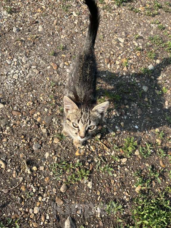 Кошки в Салавате: Котенок-девочка ищет дом Девочка, Бесплатно - фото 5