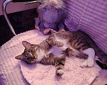 Кошки в Ангарске: Потерялась кошка Девочка, Бесплатно - фото 4