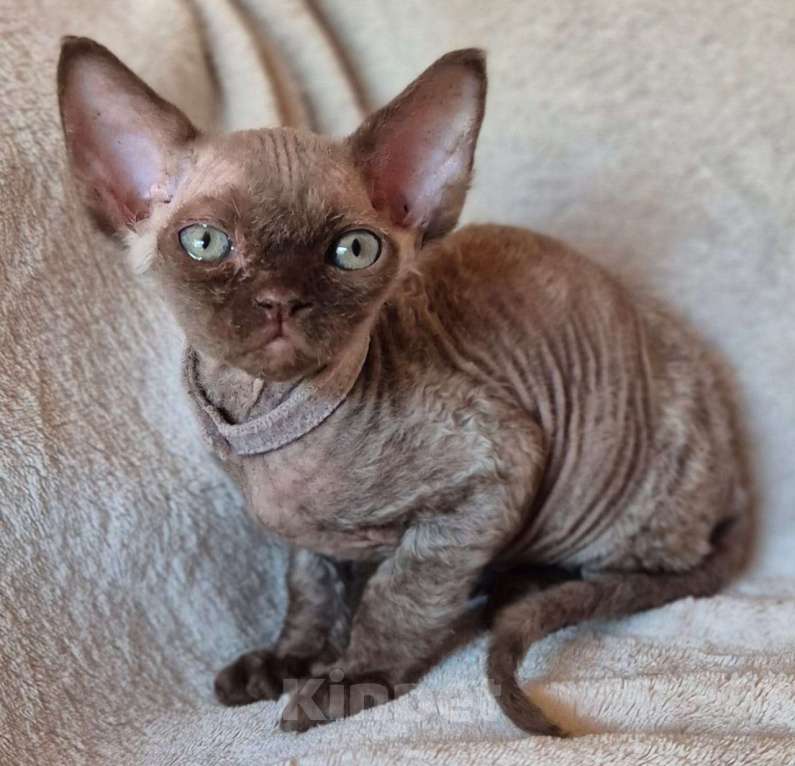 Кошки в Москве: Маленькое счастье Мальчик, 50 000 руб. - фото 3