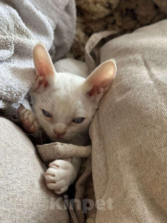 Кошки в Мурином: Dominic Мальчик, 65 000 руб. - фото 4