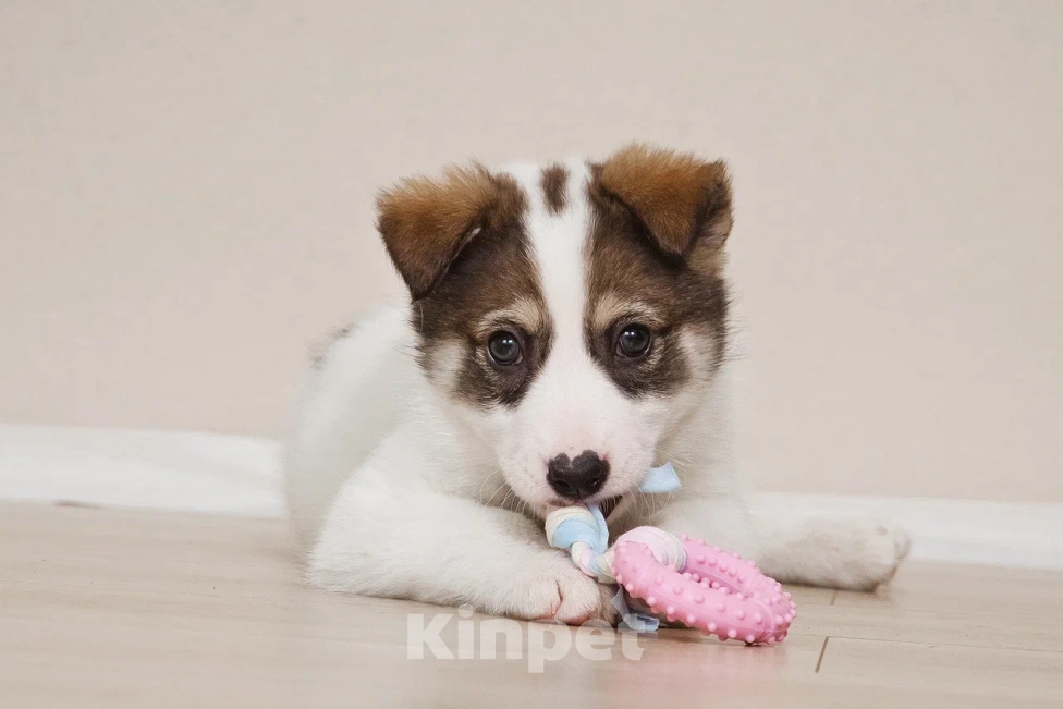 Собаки в Лосином-Петровском: Маршал якутенок Мальчик, Бесплатно - фото 3