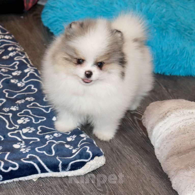 Собаки в Москве: Экcклюзивный красавчик шпица Мальчик, Бесплатно - фото 8