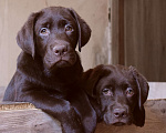 Собаки в Санкт-Петербурге: Великолепные щенки лабрадора из питомника Мальчик, 90 000 руб. - фото 1