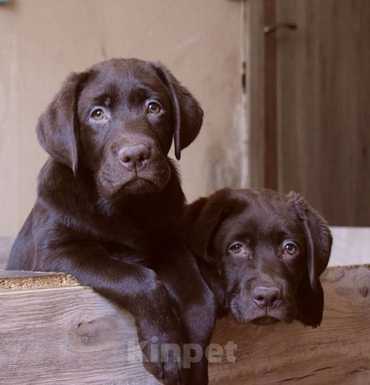 Собаки в Санкт-Петербурге: Великолепные щенки лабрадора из питомника Мальчик, 90 000 руб. - фото 1