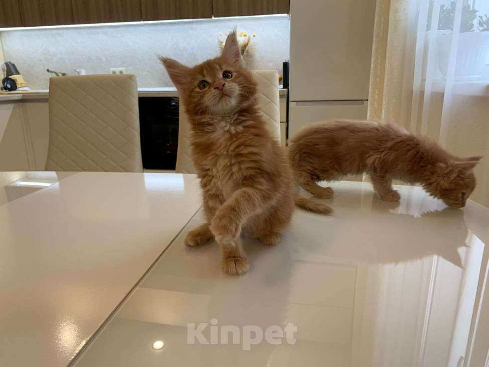 Кошки в Москве: Роскошная девочка Мейн-Кун Девочка, 65 000 руб. - фото 6