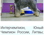 Собаки в Ярославле: Цвергшнауцер перец с солью Мальчик, 45 000 руб. - фото 4