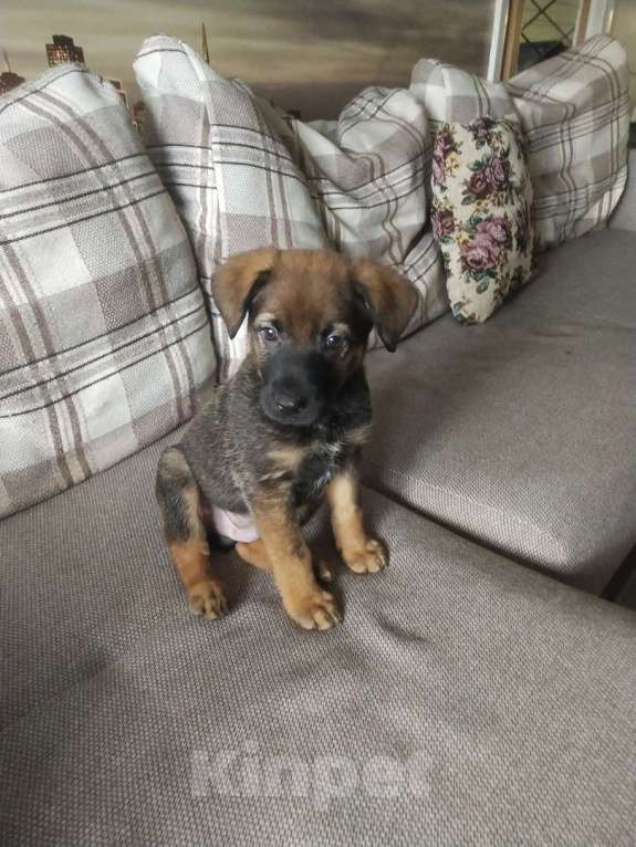 Собаки в Санкт-Петербурге: Малыш Лукас: весёлый хулиган с добрым сердцем в поисках семьи Мальчик, Бесплатно - фото 2