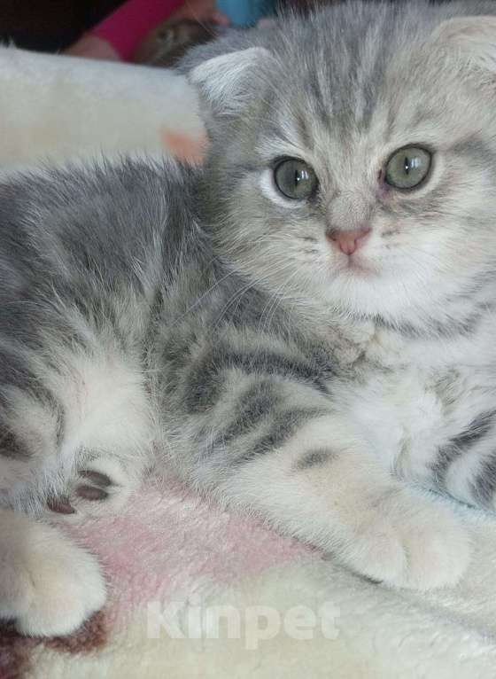 Кошки в Москве: Шотландский котенок мраморного окраса Мальчик, 12 000 руб. - фото 6