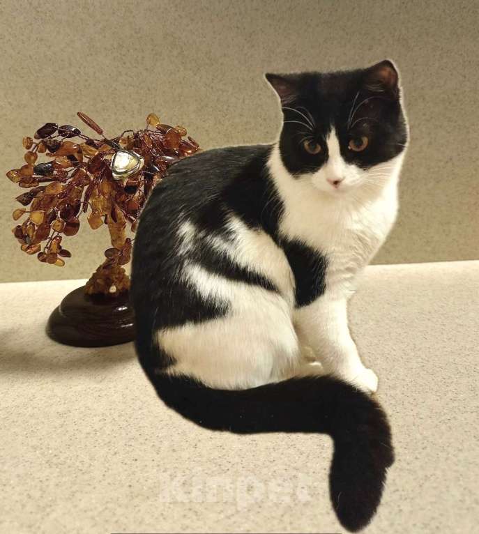 Кошки в Санкт-Петербурге: Кошечка Подросток Клёпа Девочка, Бесплатно - фото 6