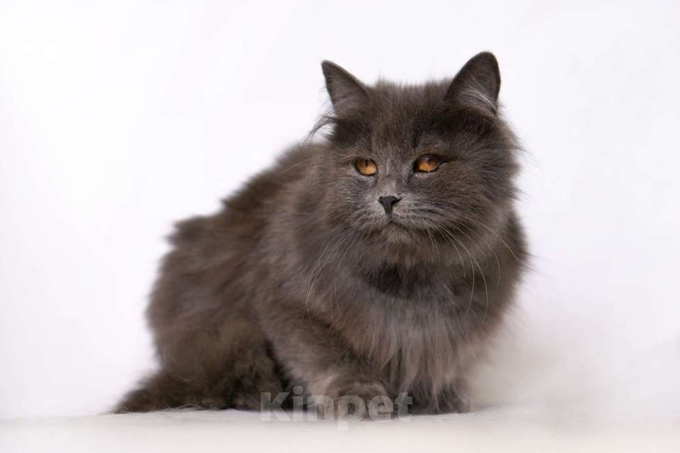 Кошки в Москве: Пушистая спокойная кошка Мелисса в добрые руки Девочка, 1 руб. - фото 4