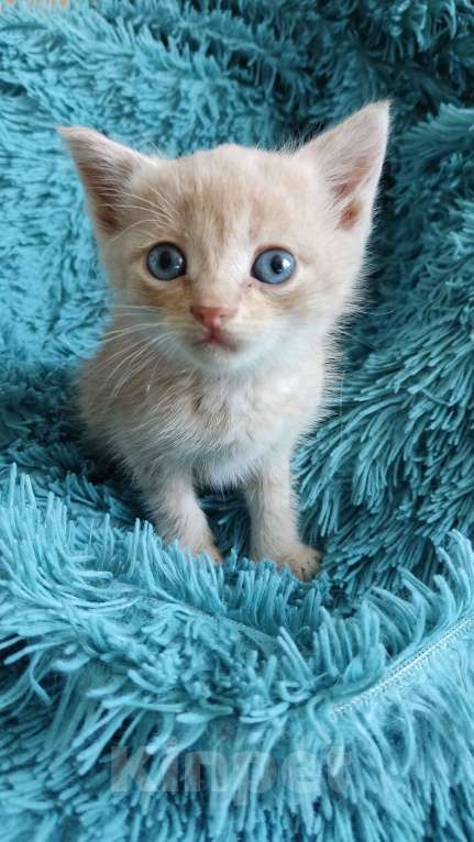 Кошки в Белгороде: Уличный котёнок  Мальчик, Бесплатно - фото 4