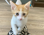 Кошки в Санкт-Петербурге: Котенок ищет дом Мальчик, Бесплатно - фото 3