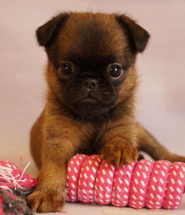 Собаки в Москве: Вероничка Девочка, 90 000 руб. - фото 1