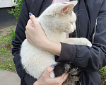 Кошки в Москве: Ласковый котик Мальчик, Бесплатно - фото 5