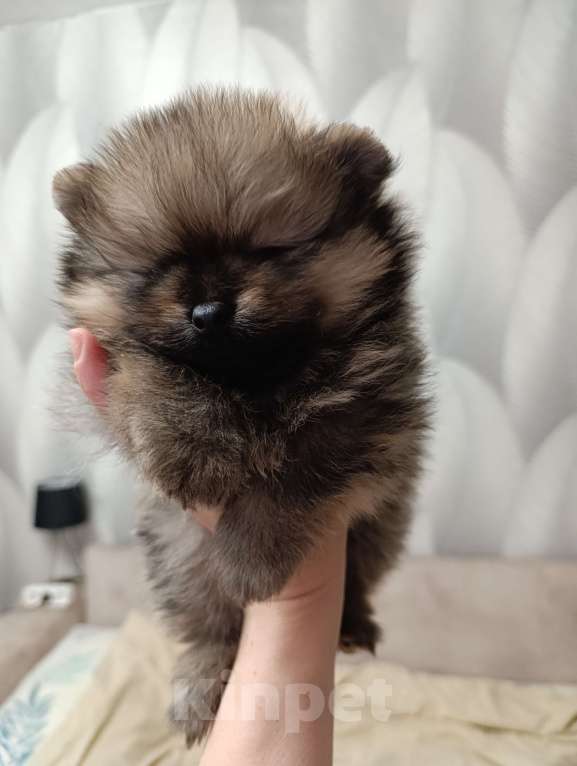 Собаки в Томске: Мальчик малыш медвежонок  Мальчик, 35 000 руб. - фото 2