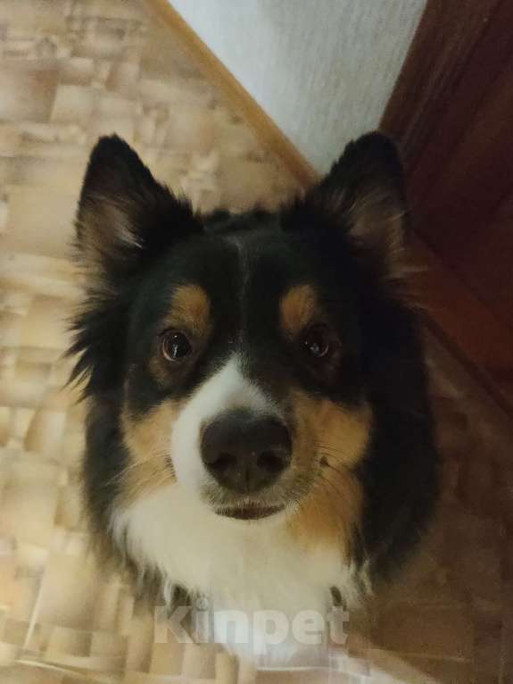 Собаки в Москве: Австралийская овчарка Фред Мальчик, Бесплатно - фото 7