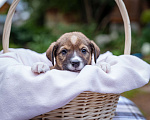 Собаки в Солнечногорске: Щенок в дар Мальчик, Бесплатно - фото 6