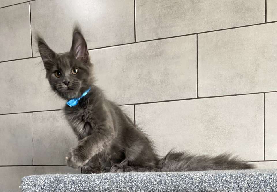 Кошки в других городах Московской области: котик мейн кун голубых кровей в голубой шубке из питомника Мальчик, 50 000 руб. - фото 2