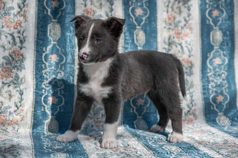 Собаки в Москве: Щенок 2х месяцев Бентли в добрые руки Мальчик, Бесплатно - фото 7