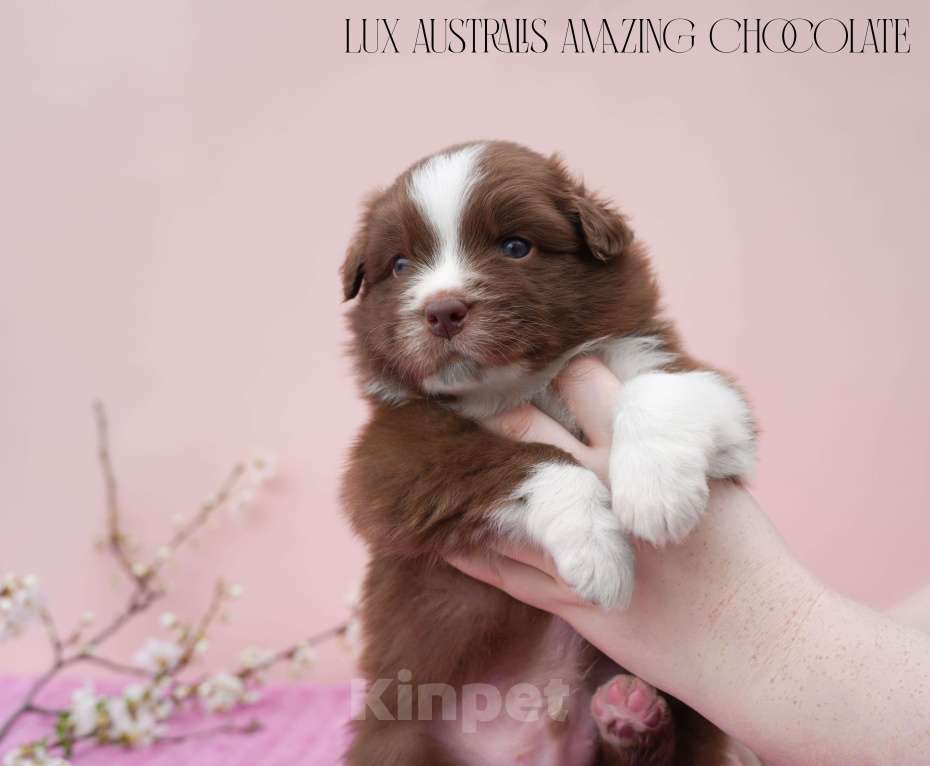 Собаки в Краснодаре: Щенки австралийской овчарки Мальчик, 100 000 руб. - фото 2