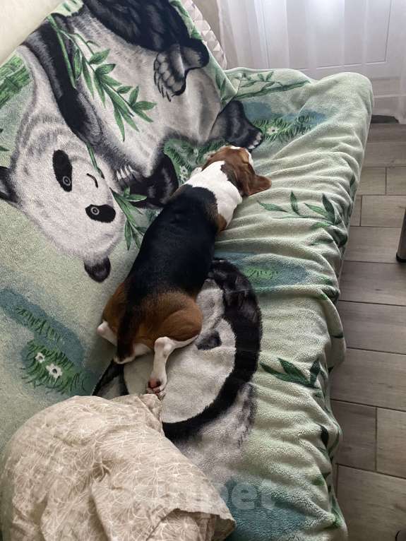 Собаки в Санкт-Петербурге: Отдадим в добрые руки  Мальчик, Бесплатно - фото 2