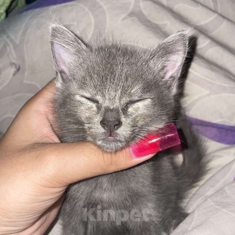 Кошки в Иркутске: отдаю даром  Девочка, Бесплатно - фото 1